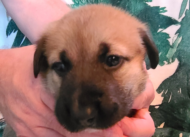 chinook puppy